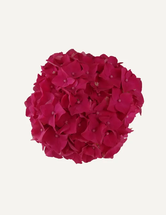 One Floral | Macrophylla